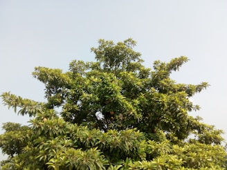 A vibrant moringa tree flourishing under the Australian sun with lush green leaves.