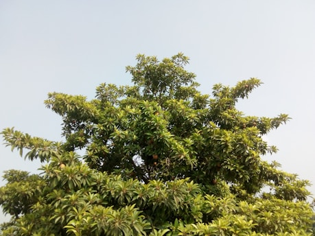 A vibrant moringa tree flourishing under the Australian sun with lush green leaves.