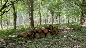 A serene forest scene with sunlight filtering through the leafy canopy. A stack of cut logs is neatly arranged in the foreground, surrounded by trees and lush green foliage.