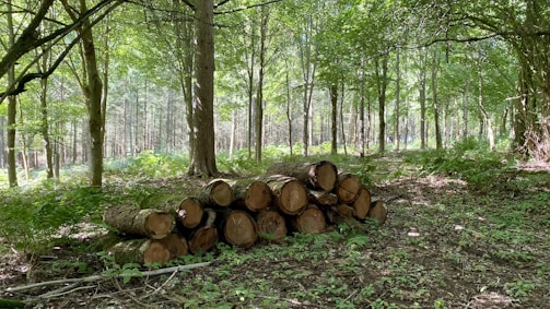 A serene forest scene with sunlight filtering through the leafy canopy. A stack of cut logs is neatly arranged in the foreground, surrounded by trees and lush green foliage.
