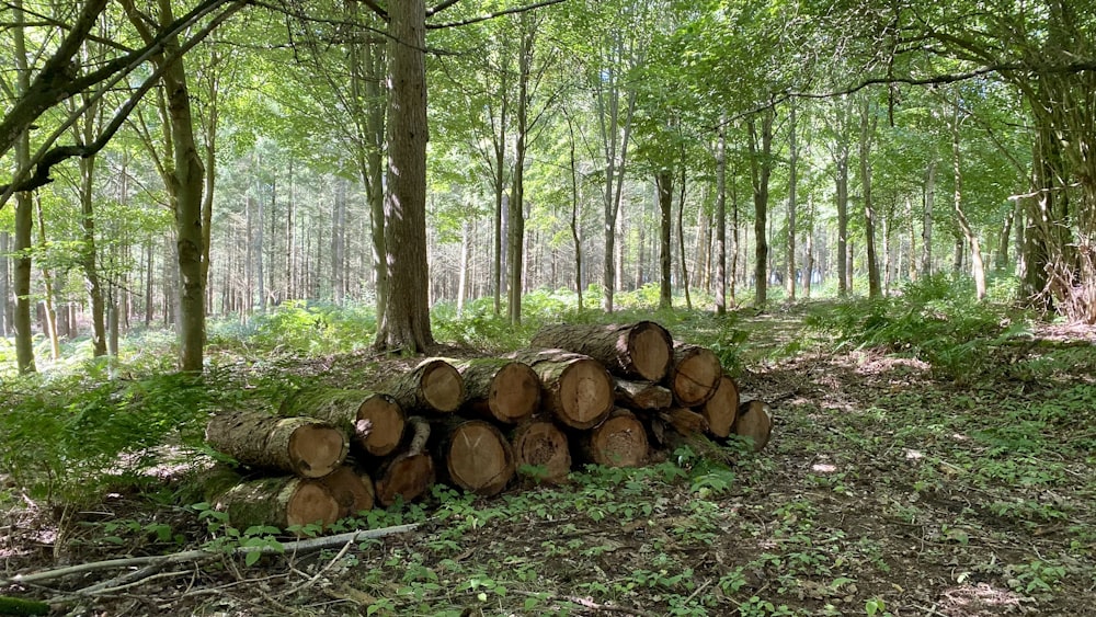 a pile of logs sitting in the middle of a forest