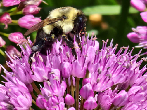 Close-up of a bumblebee gathering nectar from a bright purple flower in a sustainable garden.