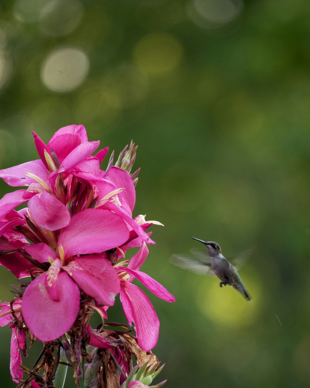 a hummingbird hovers near a pink flower