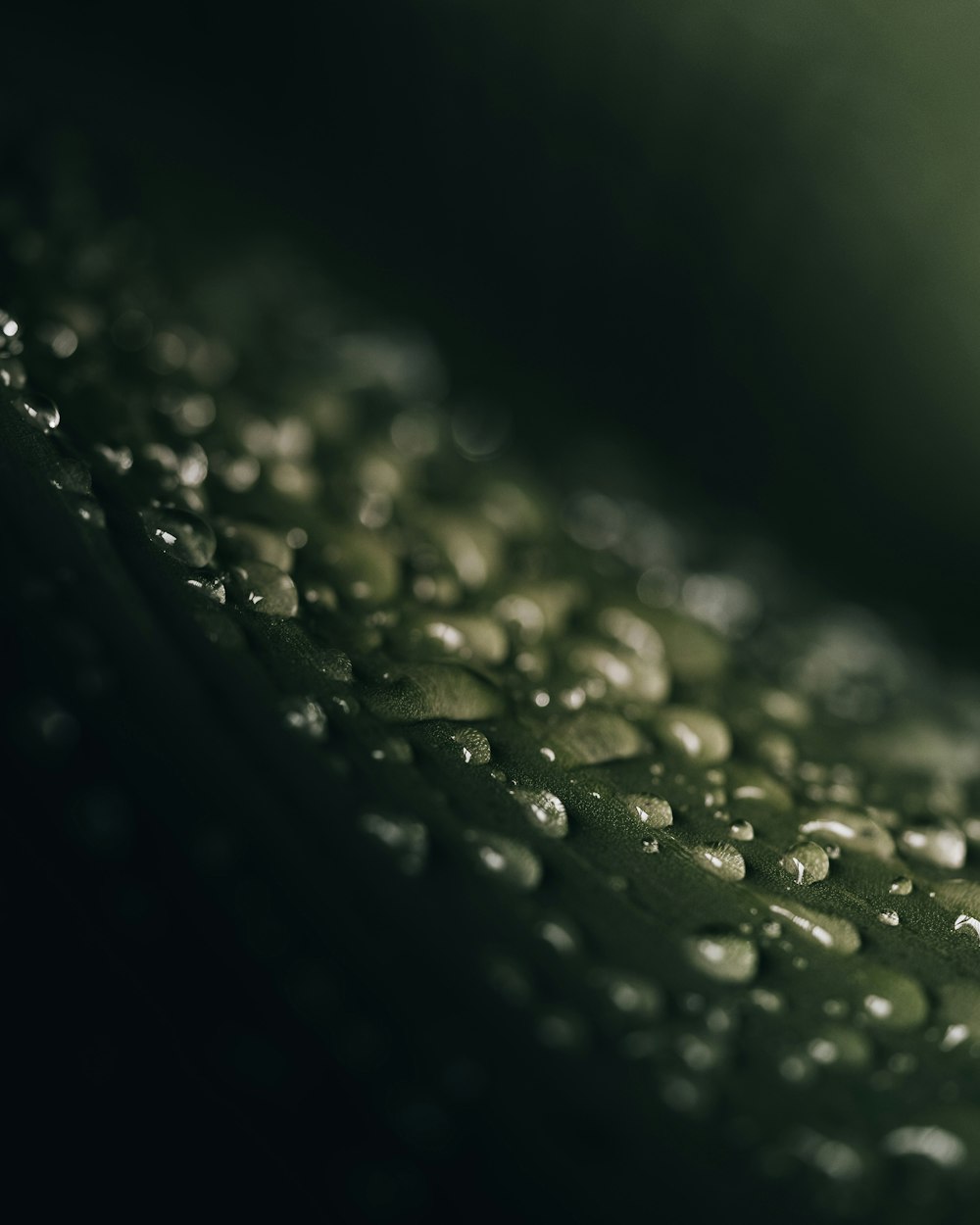 a close up of water droplets on a green surface