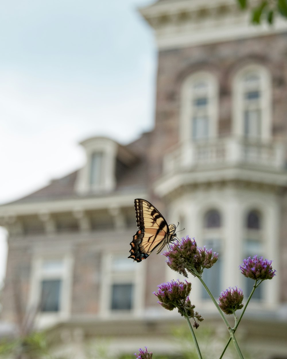 a butterfly sitting on top of a purple flower