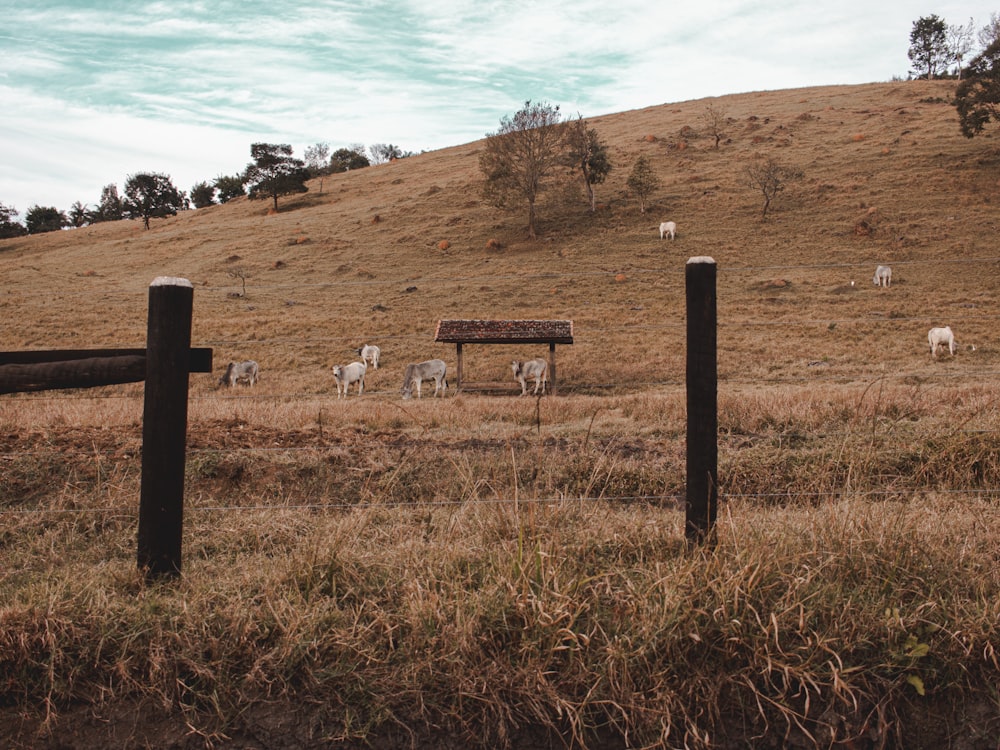 a herd of sheep grazing on a dry grass covered hillside