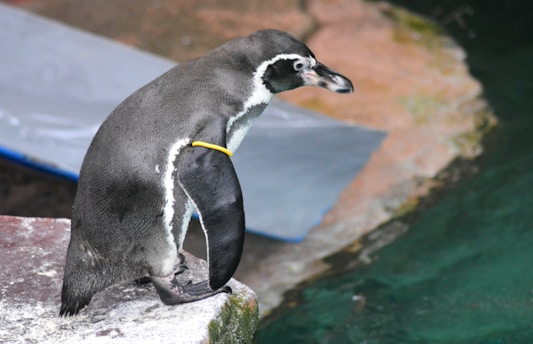A penguin stands at the edge of a rocky surface, looking towards the water. The penguin's sleek body is accented with a yellow band on its wing. The environment suggests a natural habitat, with stone textures and a pool of green-tinted water visible.