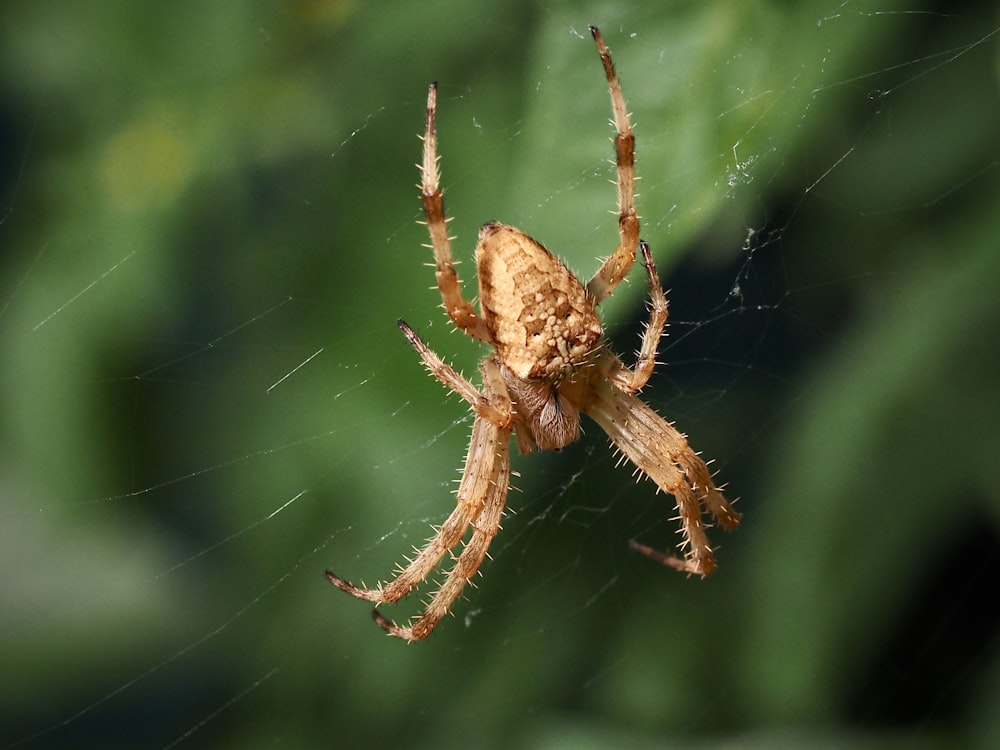 a close up of a spider on a web