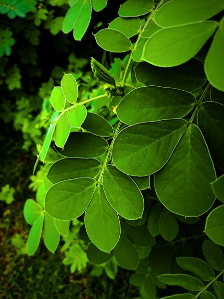Farmer partner tending moringa leaves in Giridih