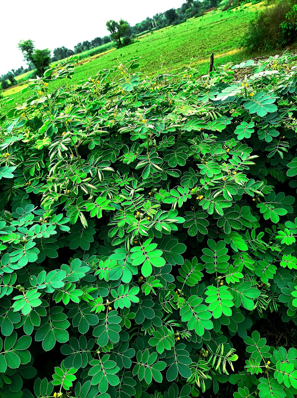 a lush green field with lots of leaves