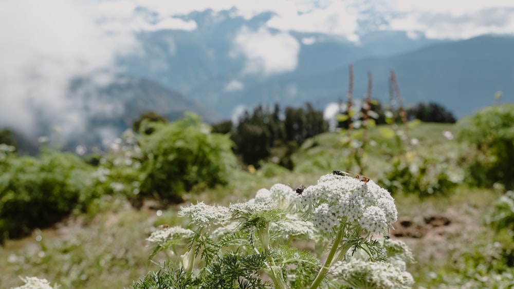 a field of flowers with mountains in the background