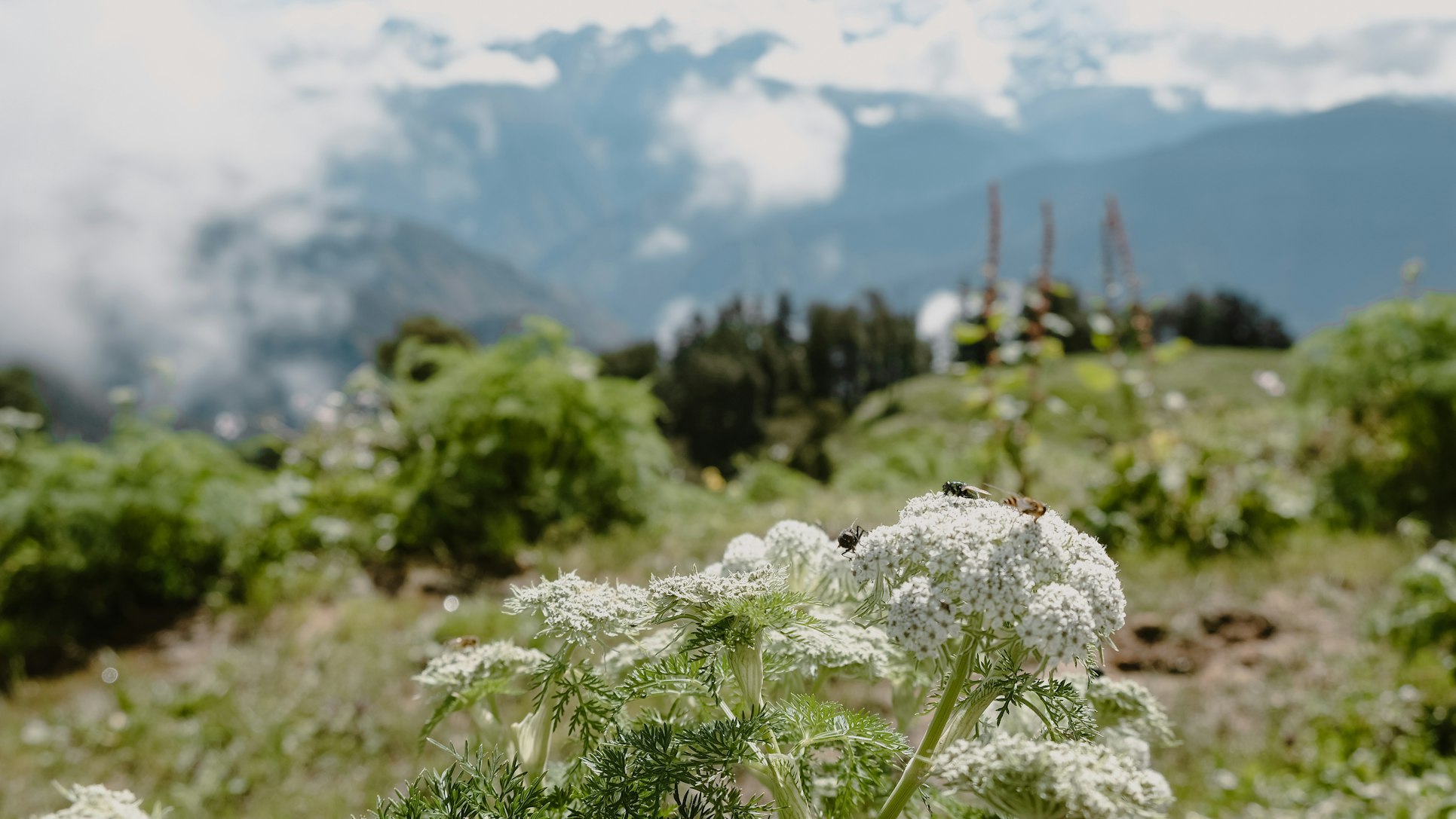 Dayara Bugyal trek