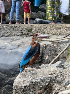A vibrant blue and brown bird is perched on a rocky surface, displaying its detailed plumage. In the background, there are a few people standing on a rocky terrain, with one person holding a plastic bag and another holding a blue bucket.