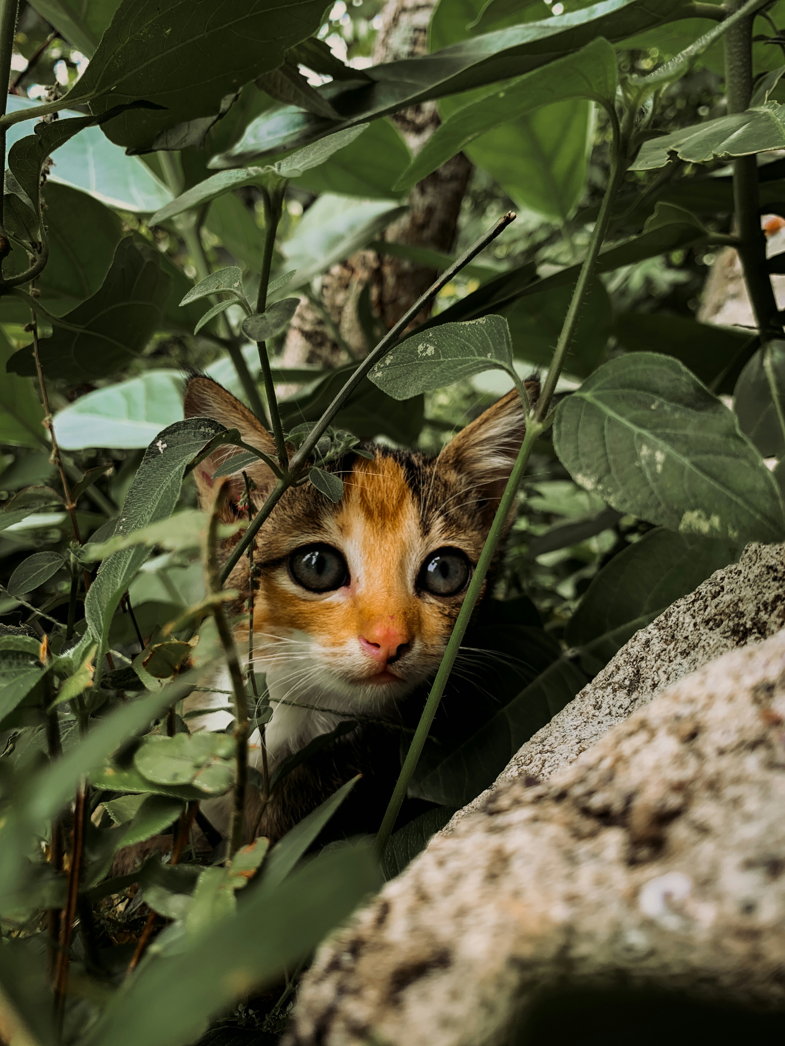 8. Mint: The Refreshing Curiosity (image credits: unsplash)