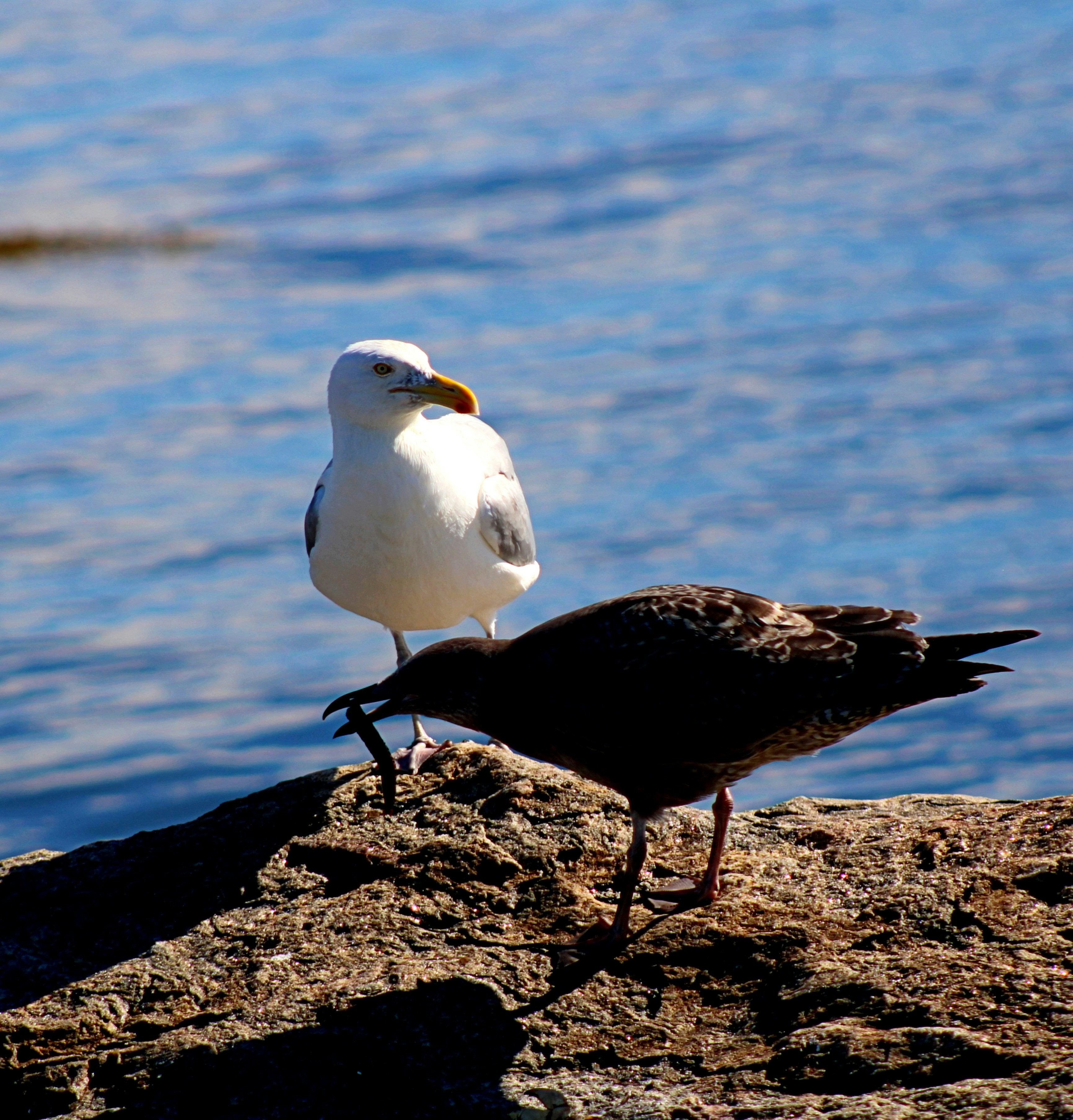 Photo by charles_ray