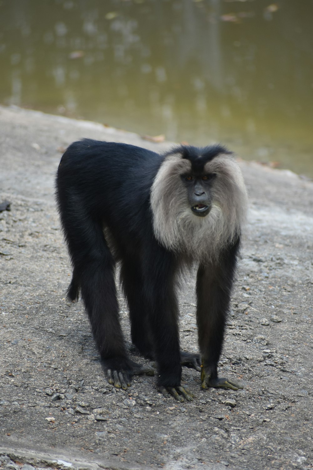 a monkey standing on the ground next to a body of water