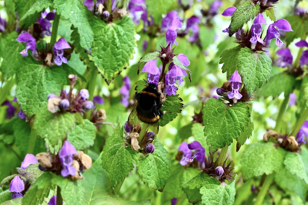 a bee sitting on a purple flower surrounded by green leaves