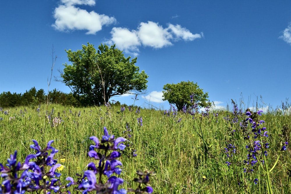 a field full of purple flowers under a blue sky