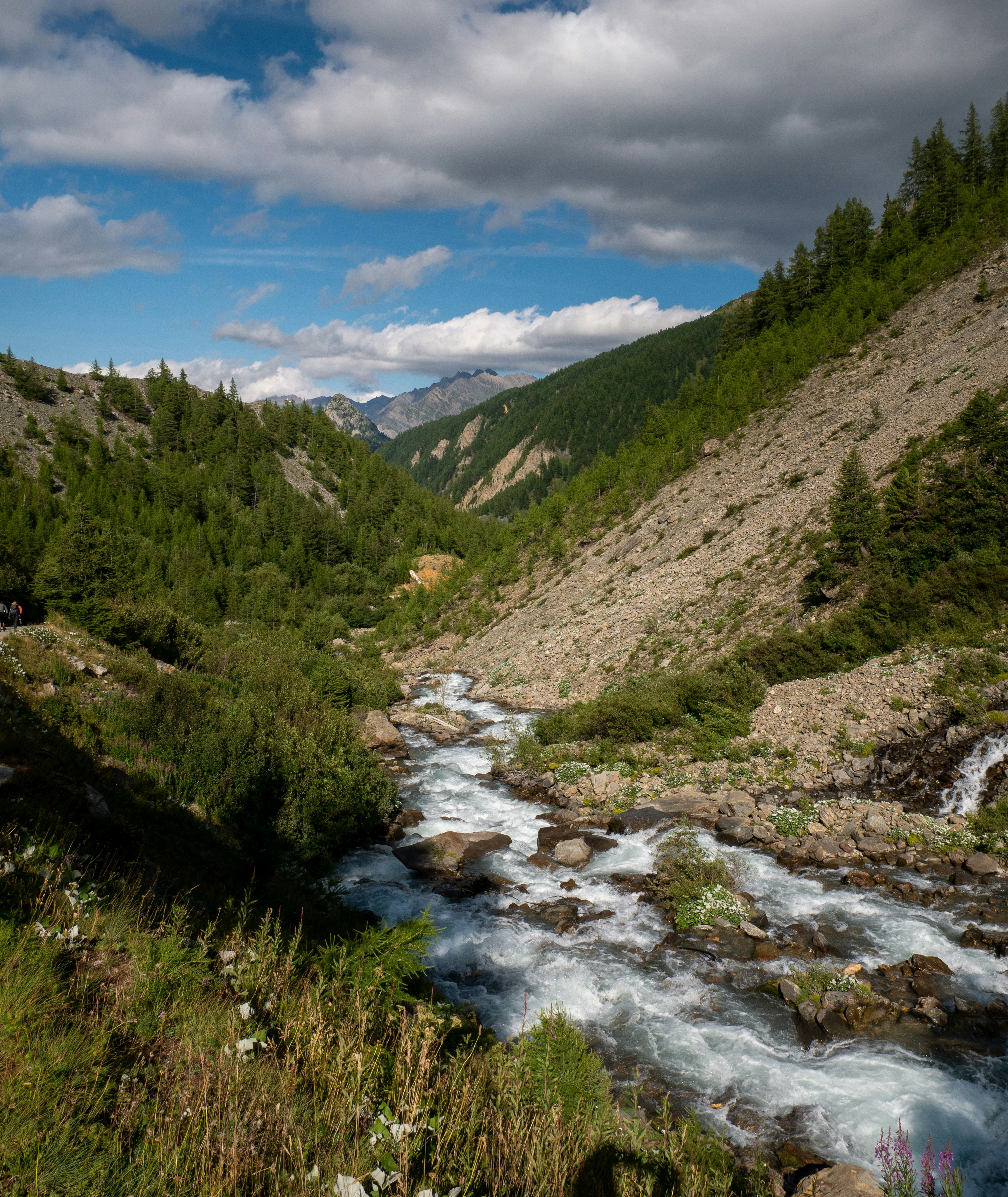 a river running through a lush green forest