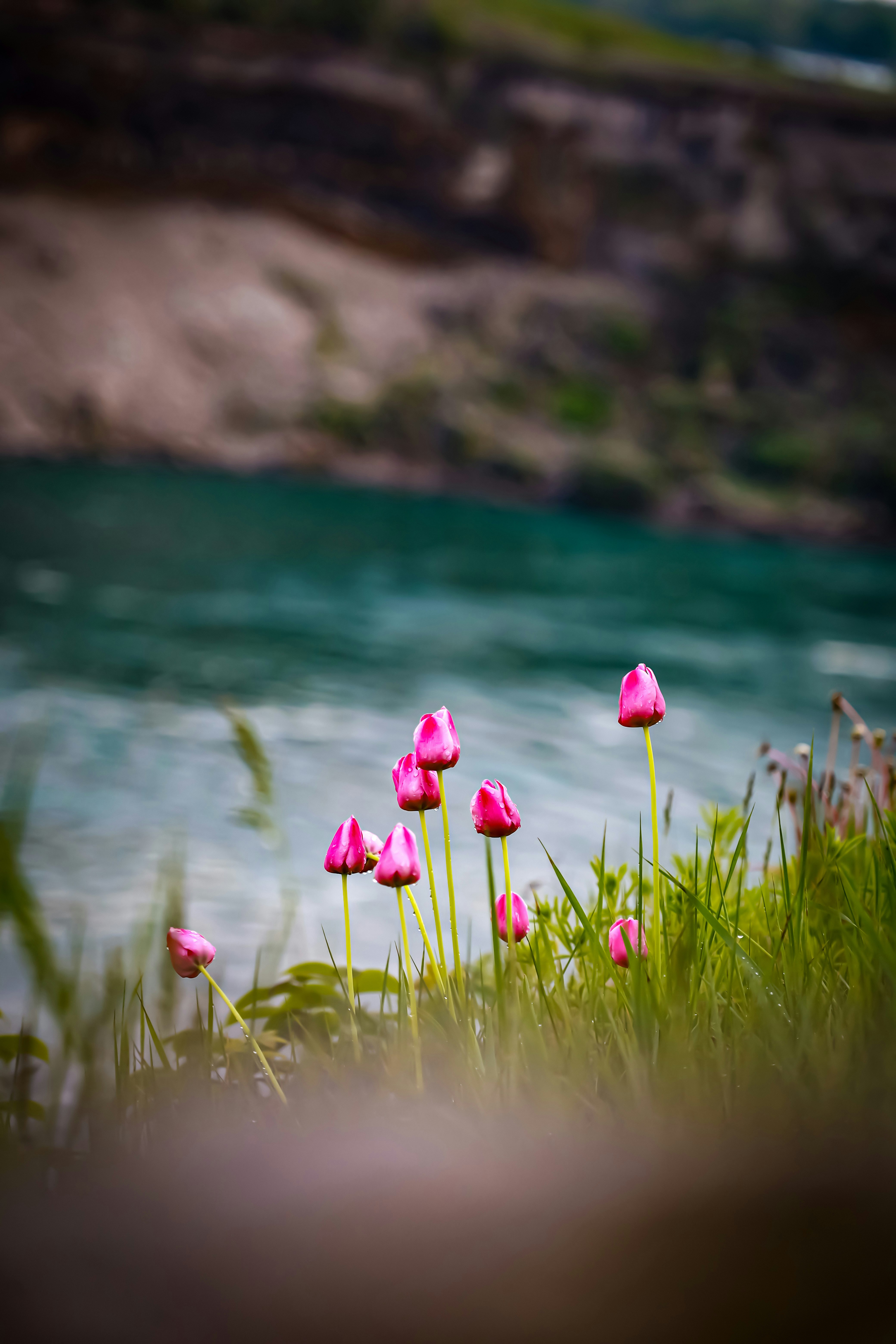 a group of pink flowers sitting on top of a lush green field