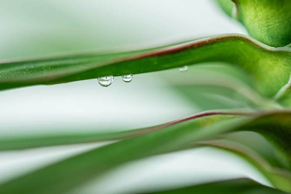 a green plant with drops of water on it