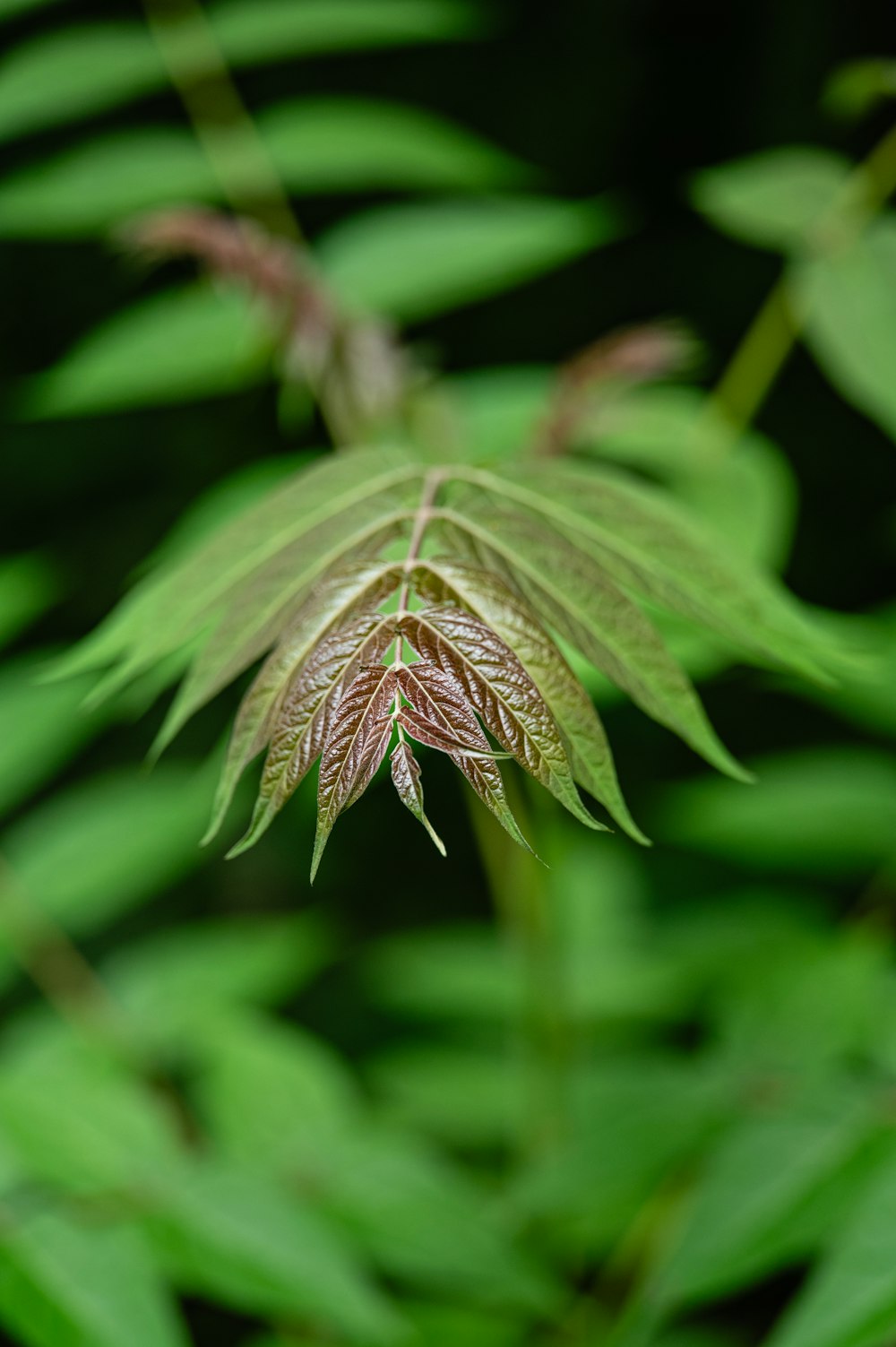 a close up of a green leafy plant