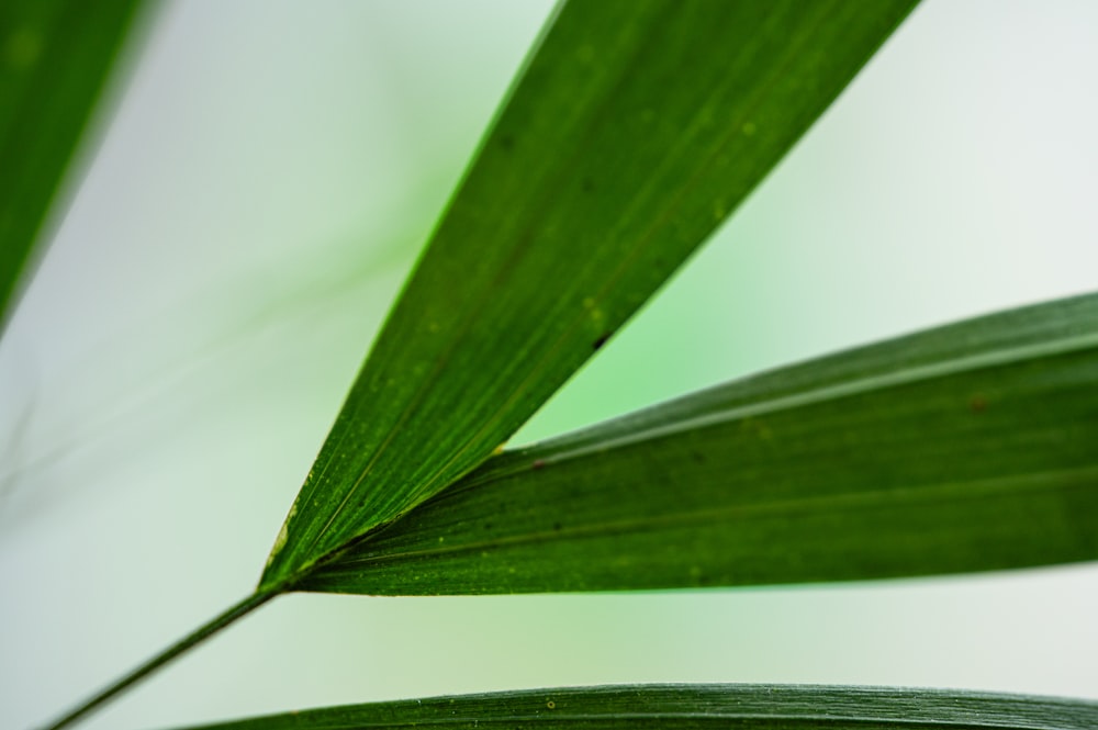 a close up view of a green leaf