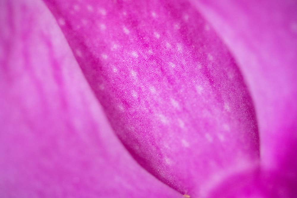 a close up view of a pink flower