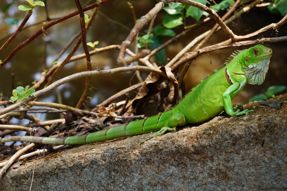 a large green lizard sitting on top of a rock