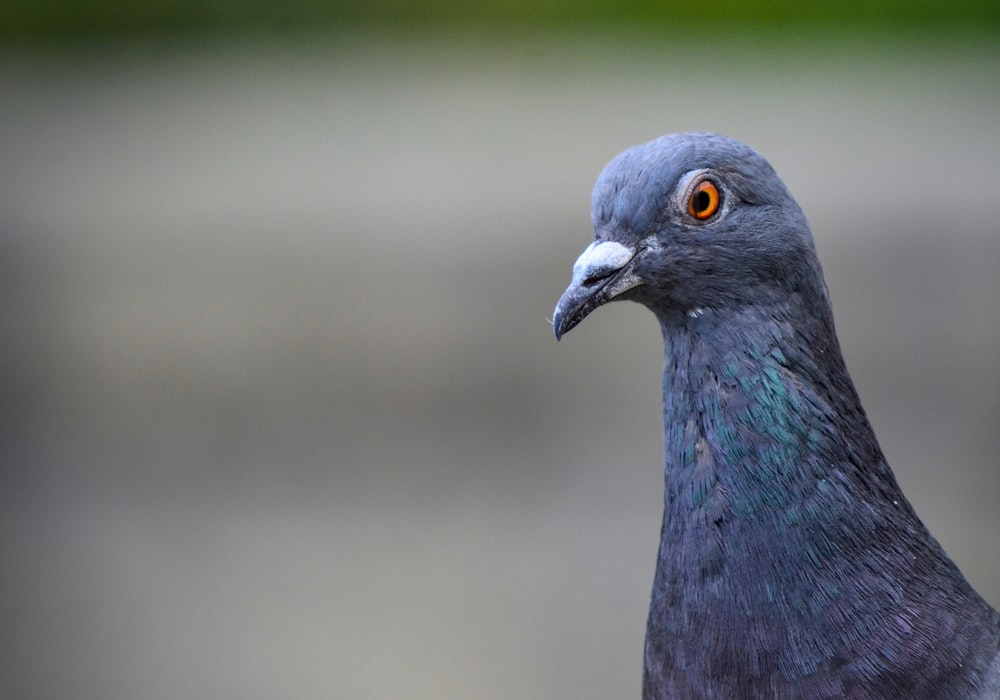 a close up of a pigeon with a blurry background