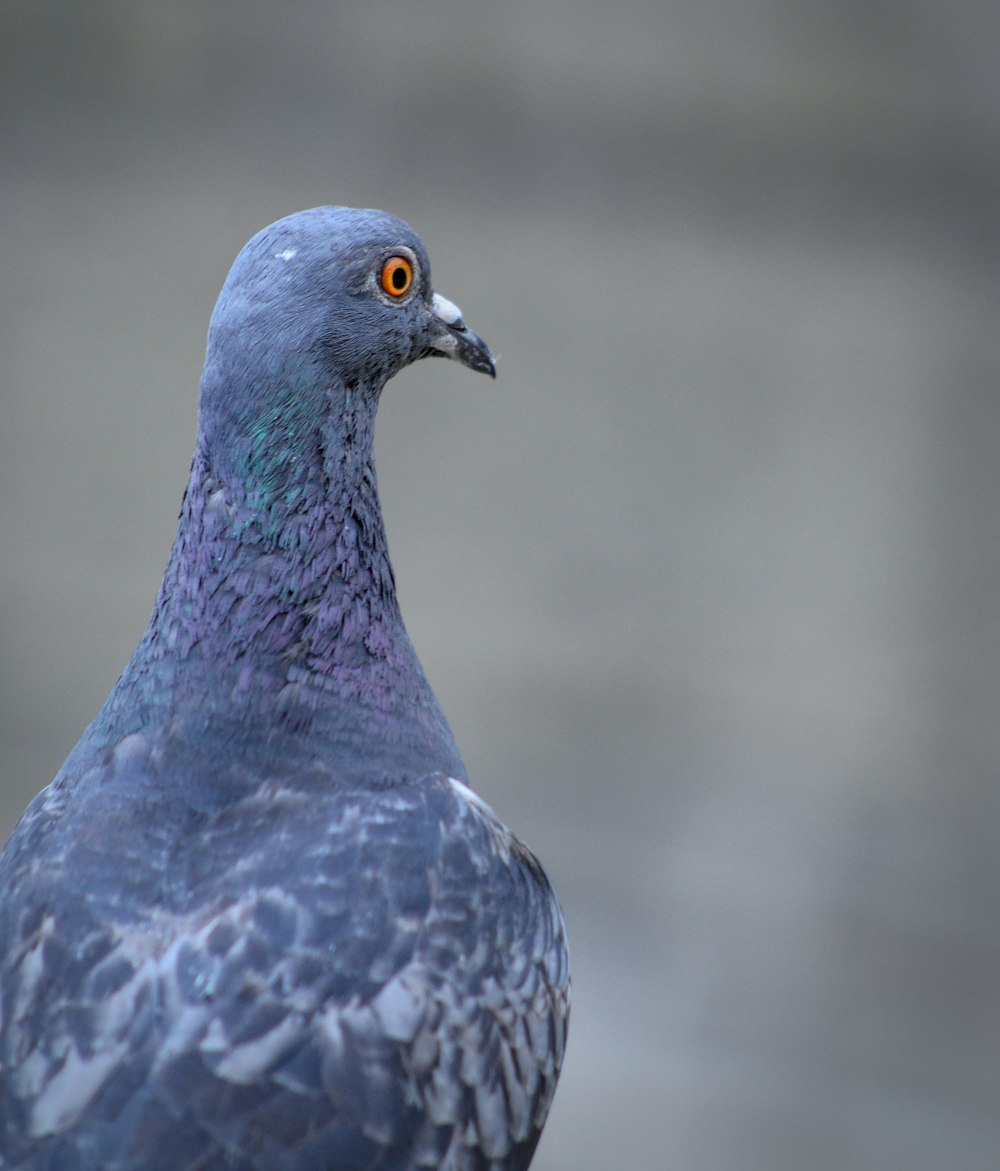 a close up of a pigeon with a blurry background