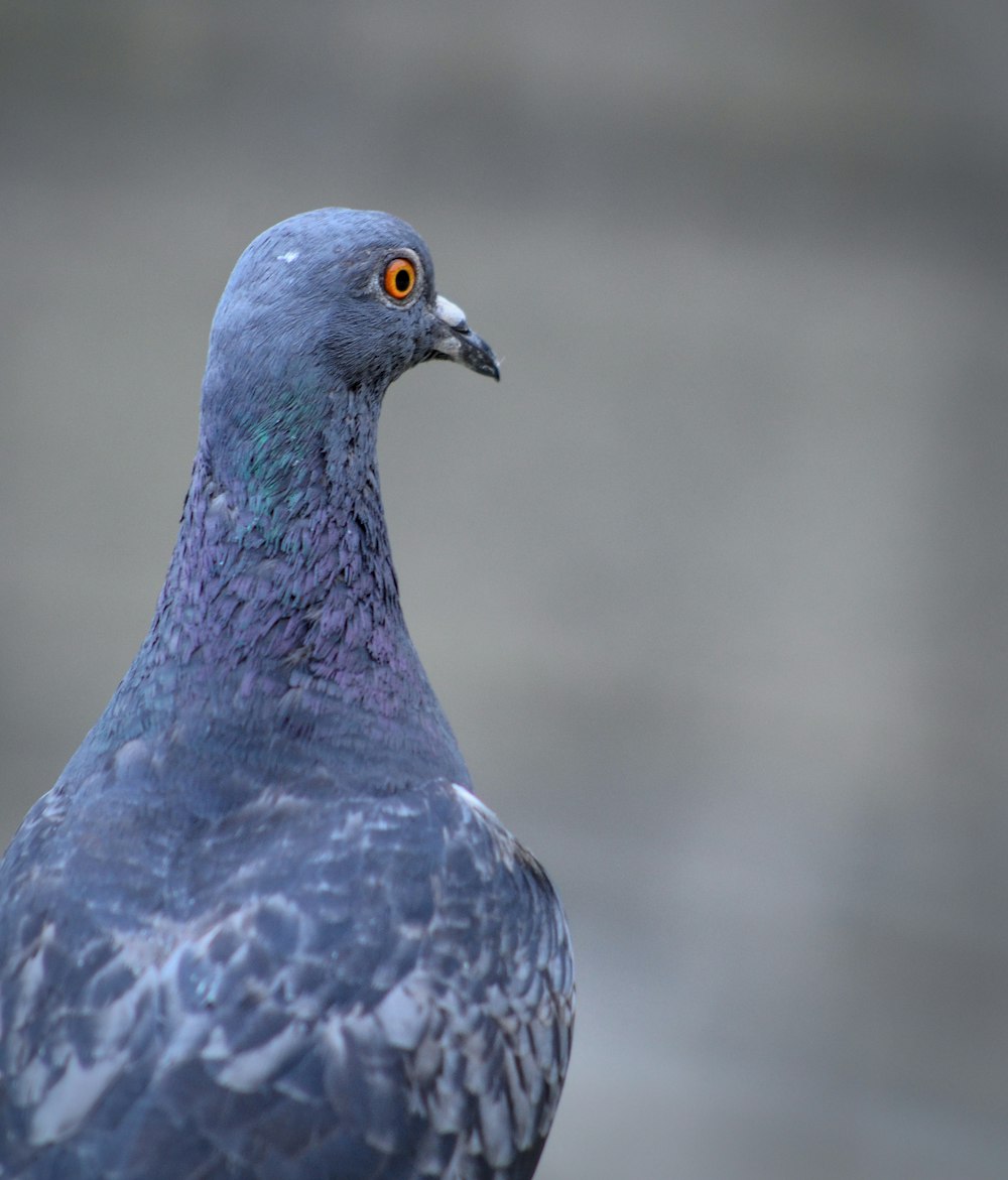 Gros plan d’un pigeon avec un arrière-plan flou