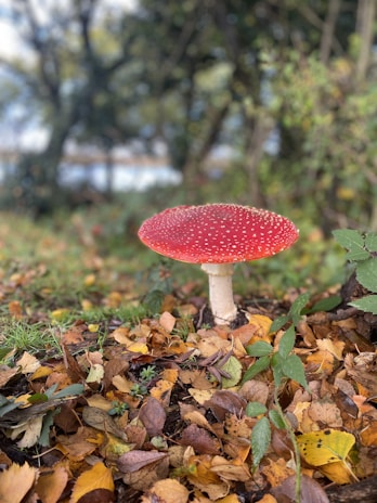 A vibrant, red-capped mushroom with white spots sits in a forest setting. The ground is covered in brown and yellow fallen leaves, with some green plants scattered around. In the background, there is a blurred view of trees and a hint of a bright sky.