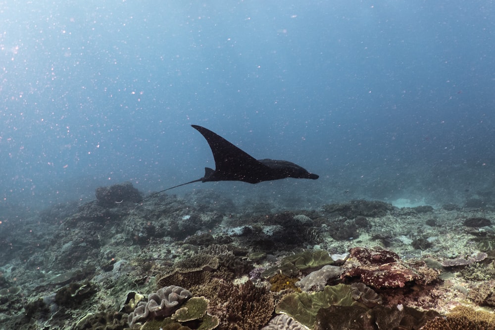a manta ray swimming over a coral reef