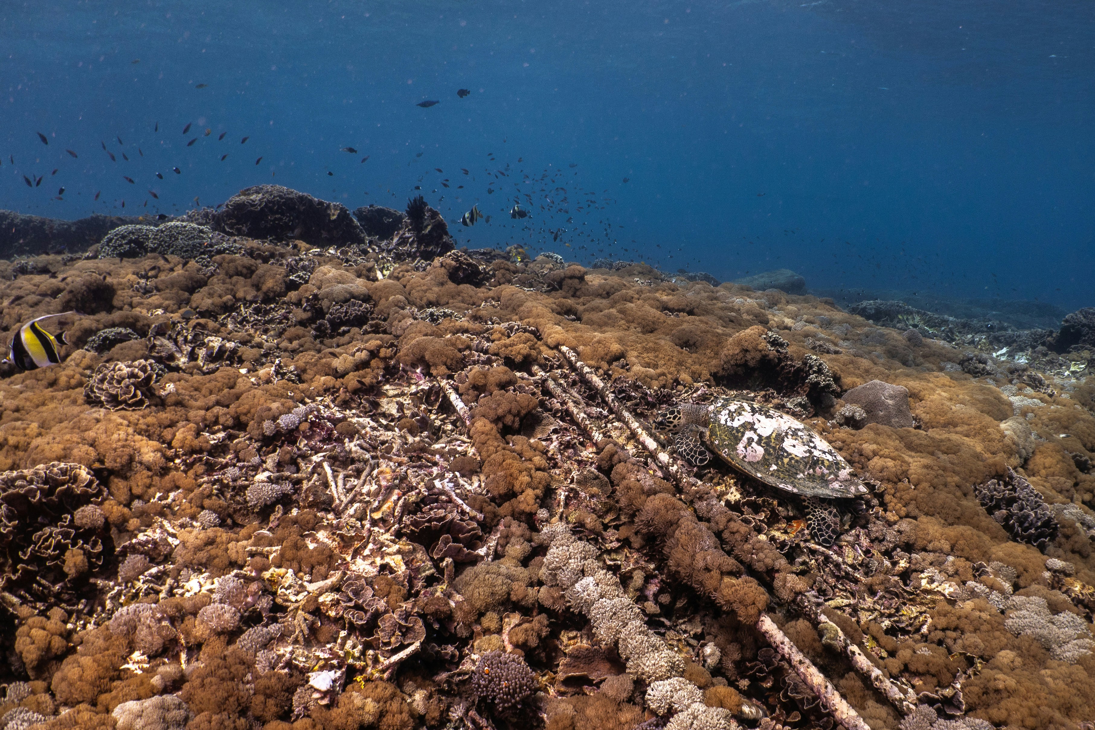 a sea turtle swimming over a coral reef