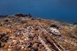 Underwater scene featuring a coral reef teeming with various types of corals, predominantly brown and tan in color. A marine turtle is camouflaged among the corals. Small fish swim in the background, creating a lively atmosphere. The water is a deep blue, suggesting a thriving underwater ecosystem.