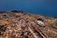 Underwater scene featuring a coral reef teeming with various types of corals, predominantly brown and tan in color. A marine turtle is camouflaged among the corals. Small fish swim in the background, creating a lively atmosphere. The water is a deep blue, suggesting a thriving underwater ecosystem.