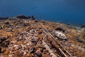 Underwater scene featuring a coral reef teeming with various types of corals, predominantly brown and tan in color. A marine turtle is camouflaged among the corals. Small fish swim in the background, creating a lively atmosphere. The water is a deep blue, suggesting a thriving underwater ecosystem.