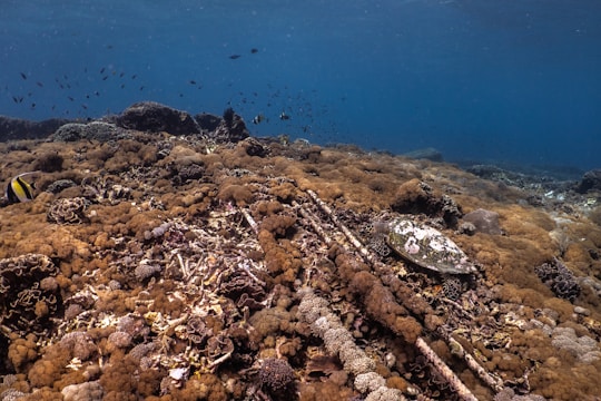 Underwater scene featuring a coral reef teeming with various types of corals, predominantly brown and tan in color. A marine turtle is camouflaged among the corals. Small fish swim in the background, creating a lively atmosphere. The water is a deep blue, suggesting a thriving underwater ecosystem.