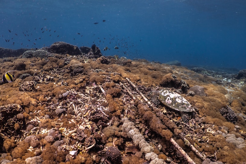 Underwater scene featuring a coral reef teeming with various types of corals, predominantly brown and tan in color. A marine turtle is camouflaged among the corals. Small fish swim in the background, creating a lively atmosphere. The water is a deep blue, suggesting a thriving underwater ecosystem.
