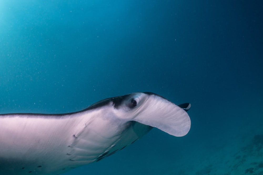 a manta ray swimming in the ocean