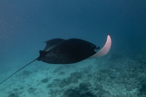 Underwater robotic manta ray gliding over a Brazilian freshwater riverbed.