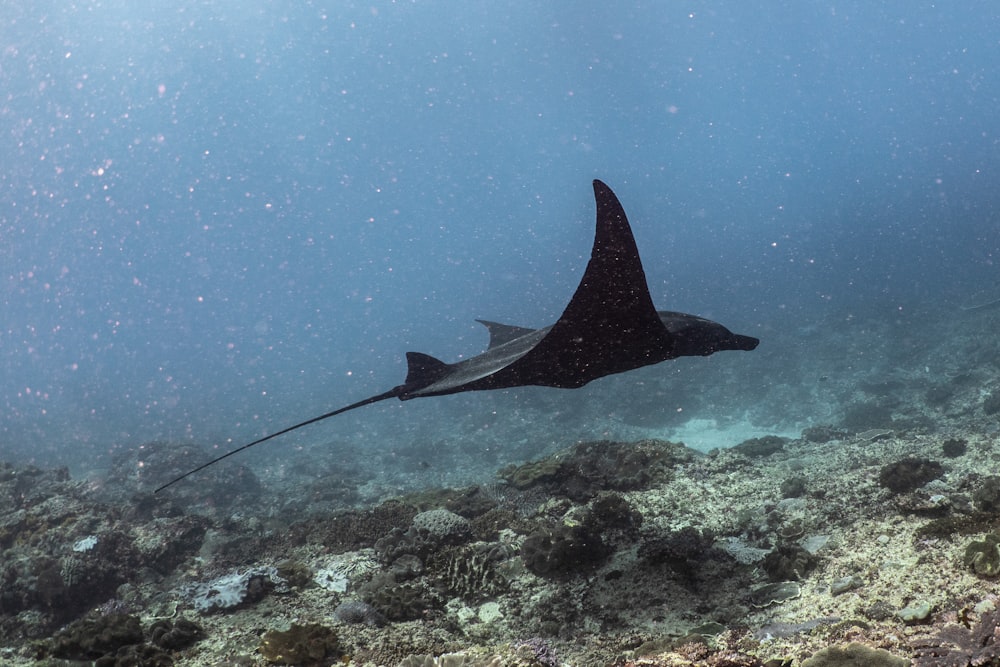 a manta ray swims over a coral reef