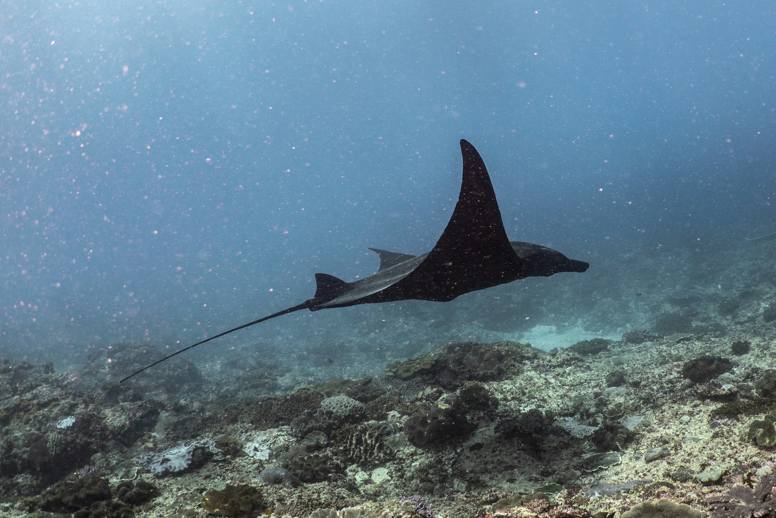 A manta ray glides over a coral reef in clear tropical water
