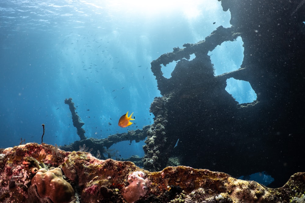 a fish swims by a ship wreck in the ocean