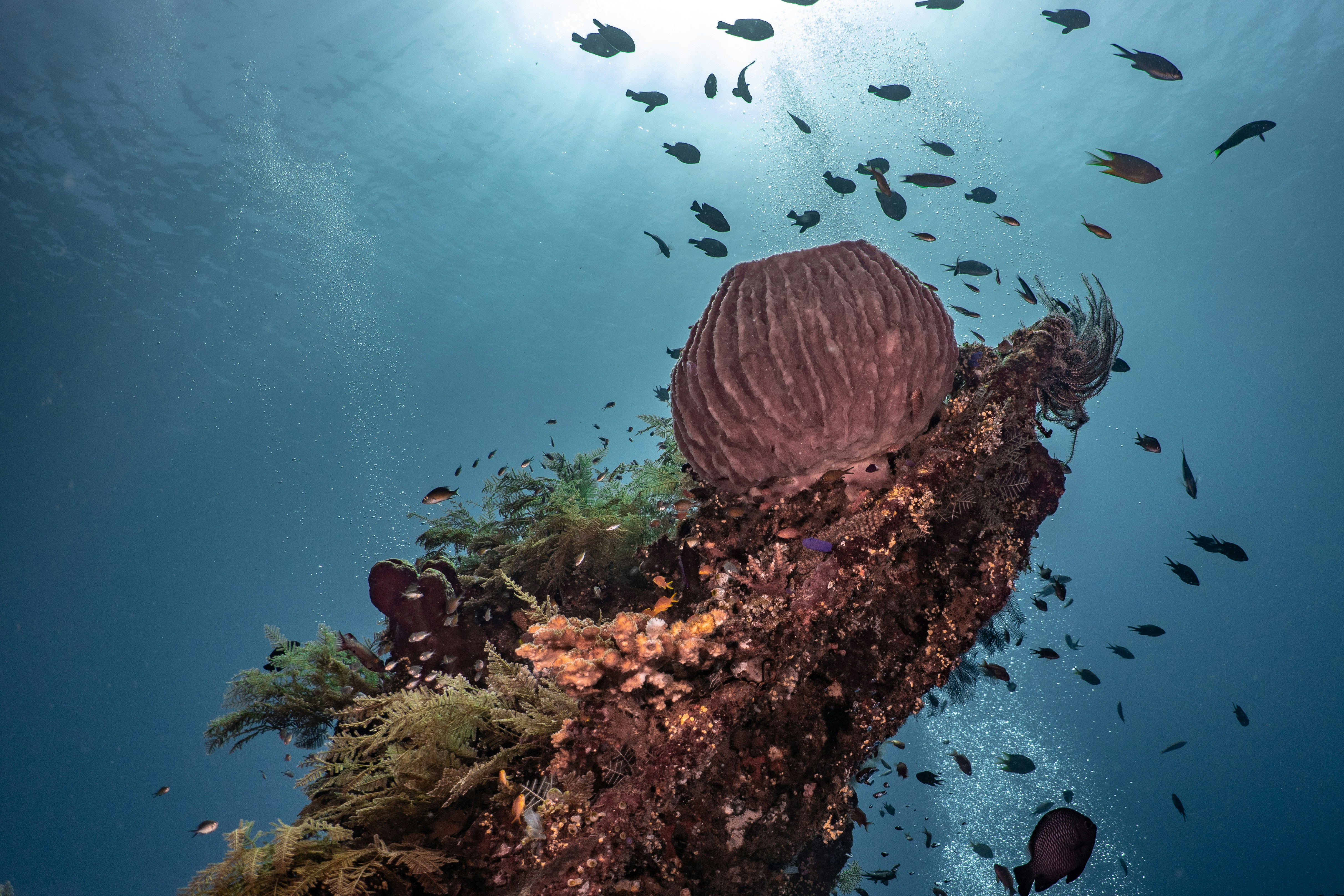 a group of fish swimming around a coral reef