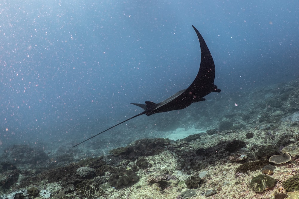 a manta ray swims over a coral reef