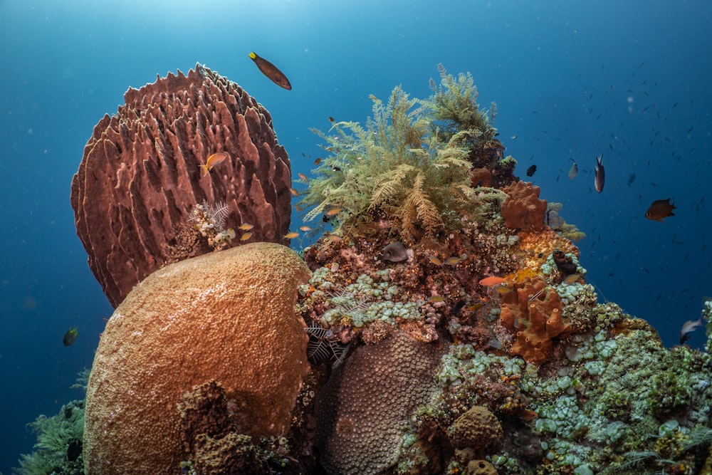 an underwater scene of corals and sponges on a reef