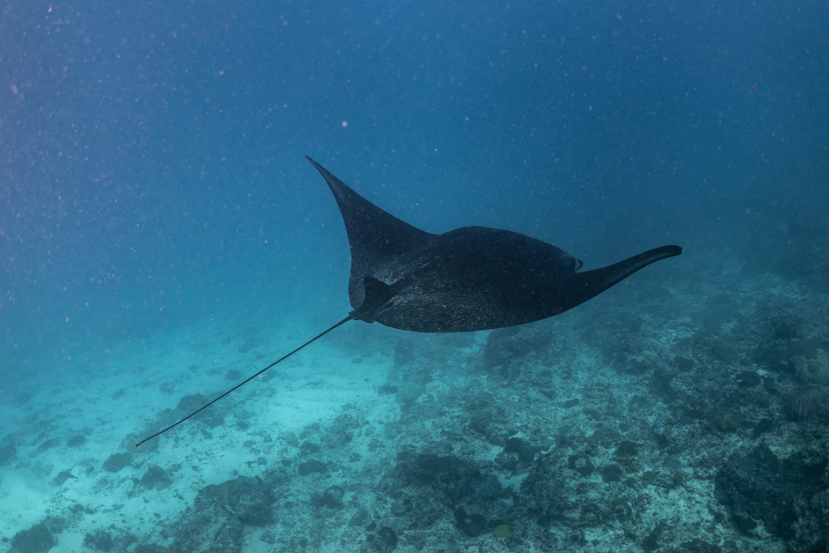 Manta ray swimming underwater at Manta Point Nusa Penida Bali