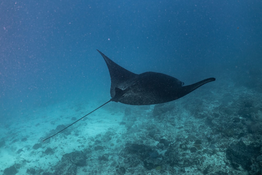 a manta ray swimming in the ocean